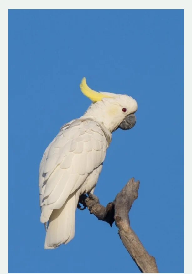 A Yellow-crested cockatoo photographed at Mount Faber