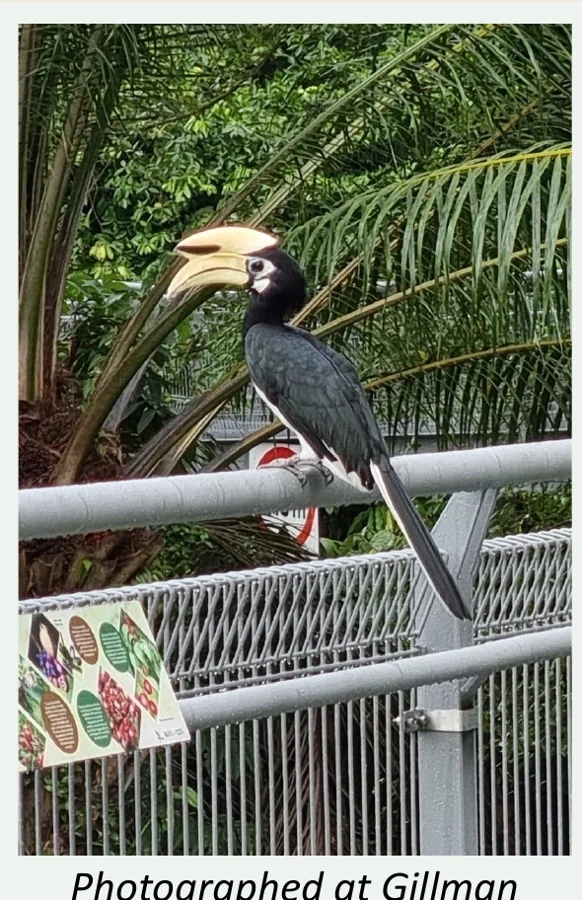 An Oriental pied hornbill photographed at Gillman Barracks in June 2022