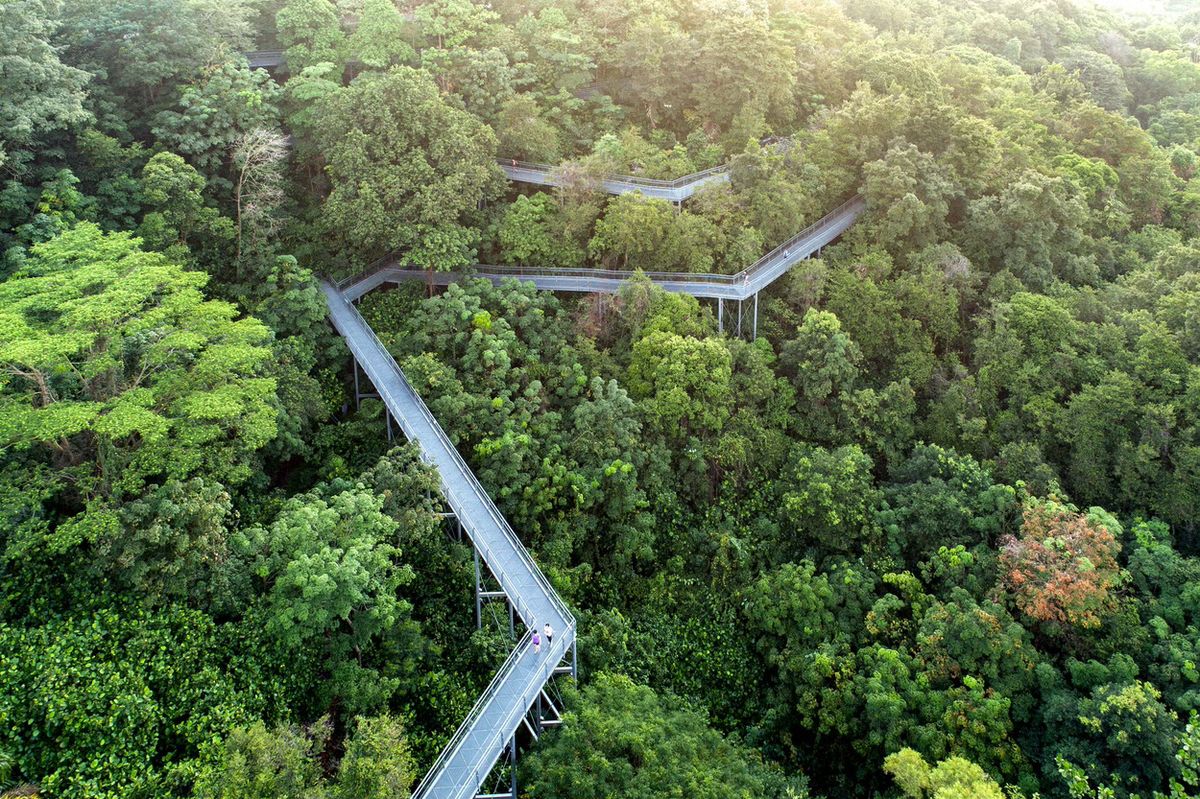 Aerial view of the forest canopy and an elevated walkway along the Southern Ridges near Gillman
