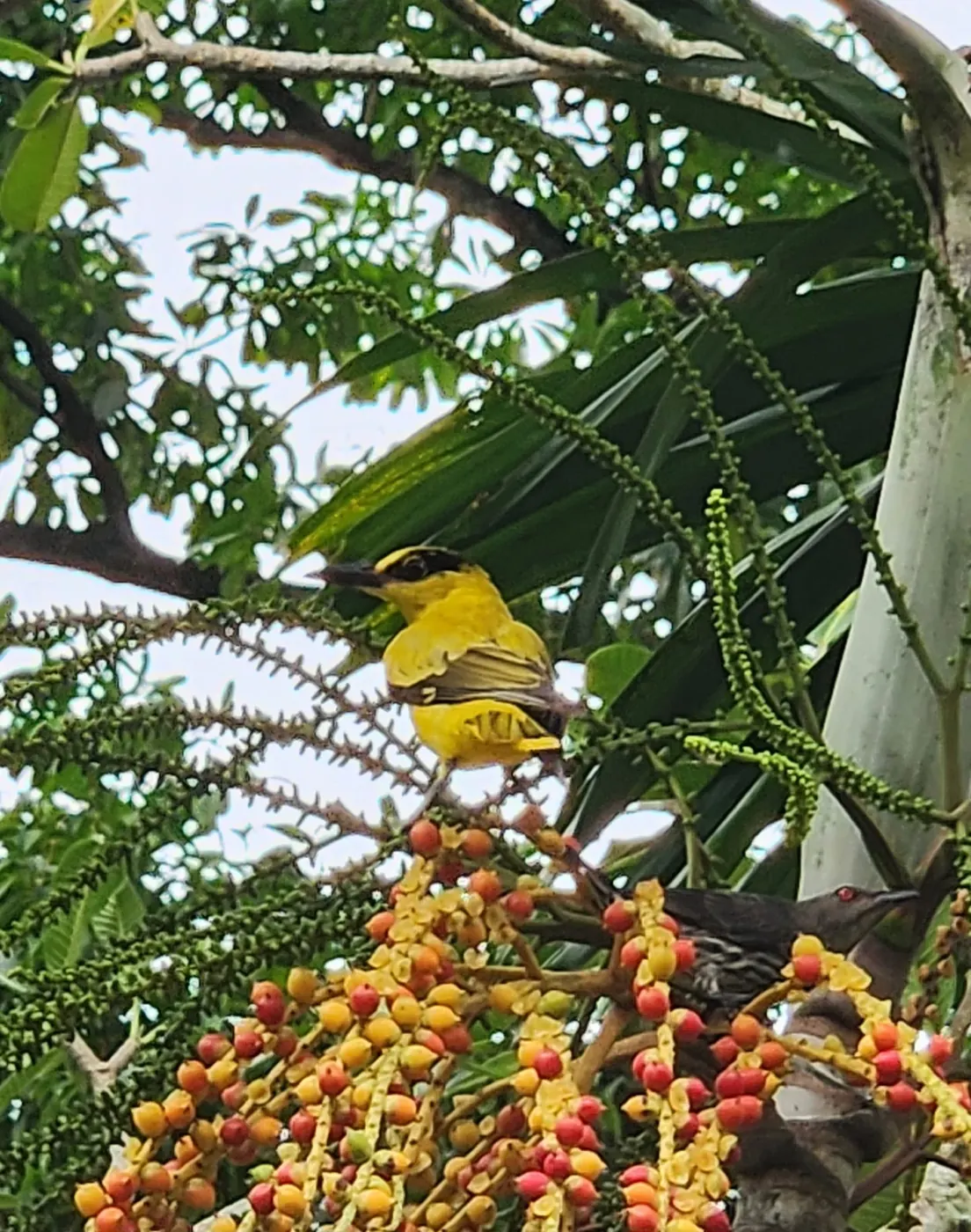 A black-naped oriole feeding on a fruiting palm at Gillman, with an Asian glossy starling below