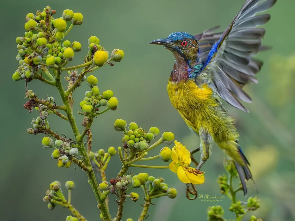A male brown-throated sunbird in flight at a spray of yellow flowers at Gillman