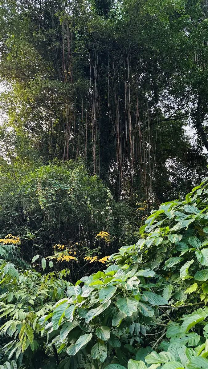 Dense layered forest canopy at Gillman
