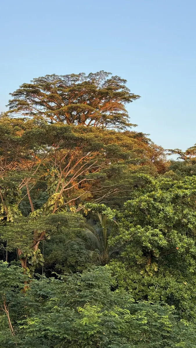 The forest canopy at Gillman in late afternoon light