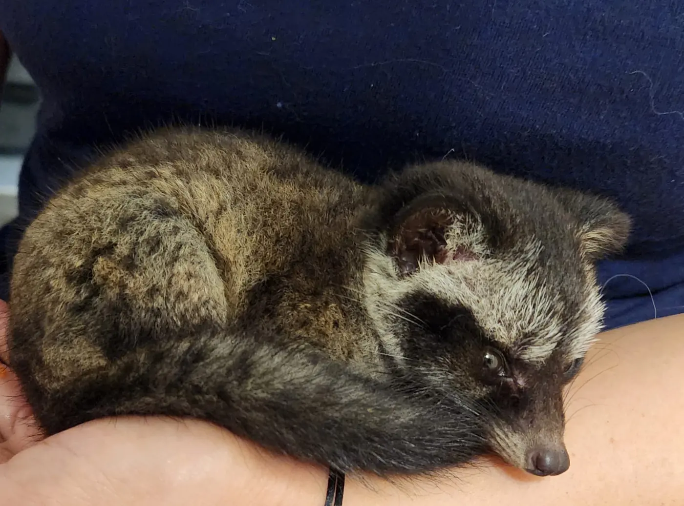 A common palm civet resting, photographed at Gillman
