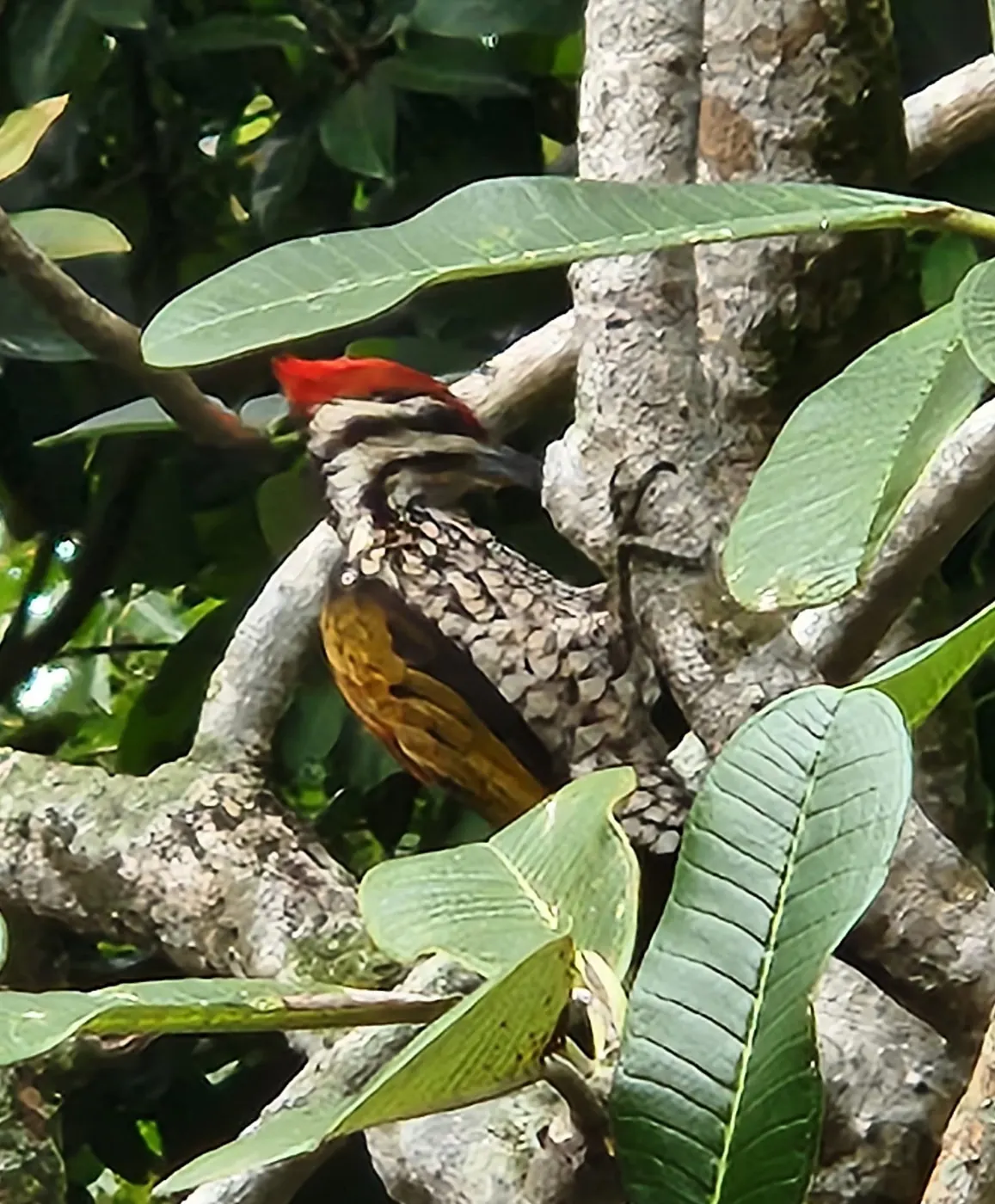 A common flameback woodpecker on a tree trunk at Gillman