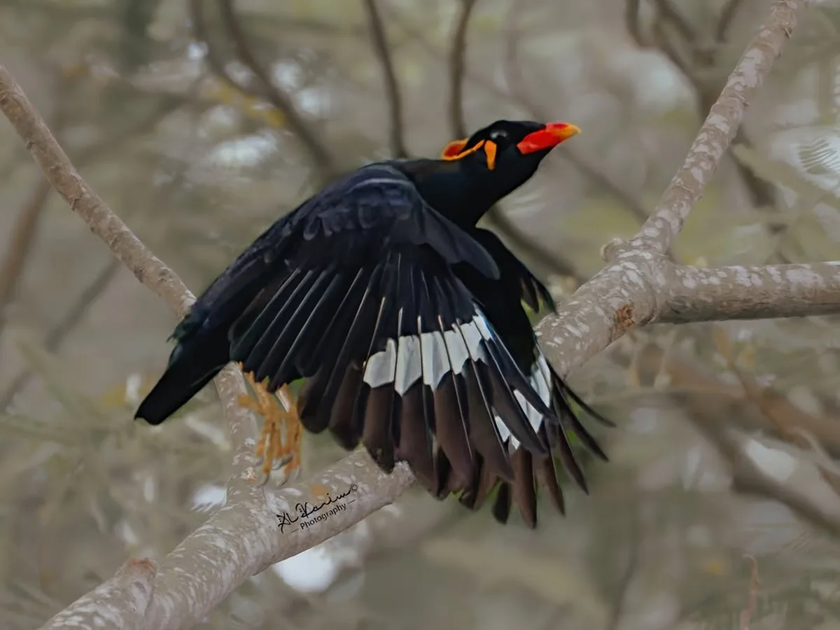 A common hill myna taking flight from a branch high in the canopy at Gillman