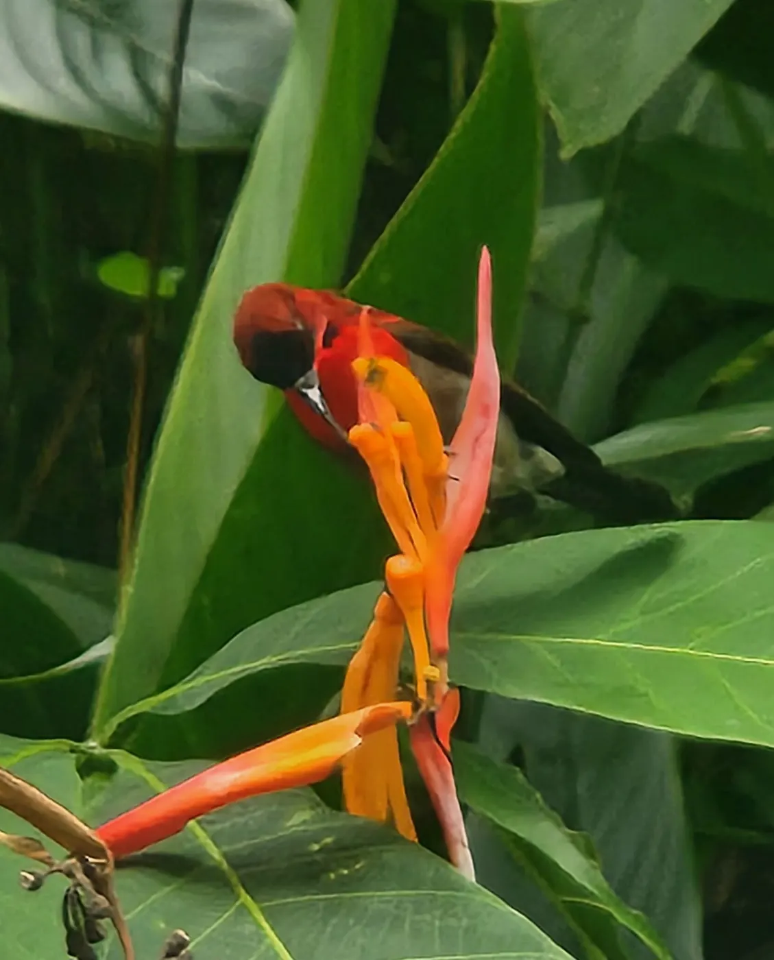 A male crimson sunbird feeding at an orange heliconia flower at Gillman