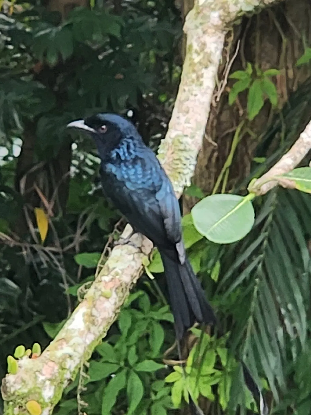 A greater racket-tailed drongo perched on a branch at Gillman