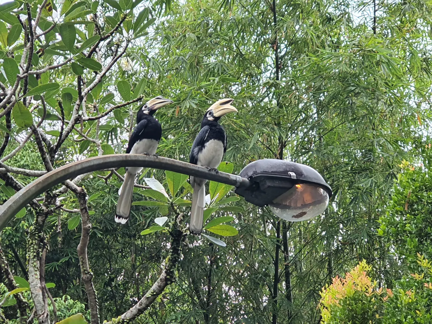 A pair of Oriental pied hornbills perched together at Gillman