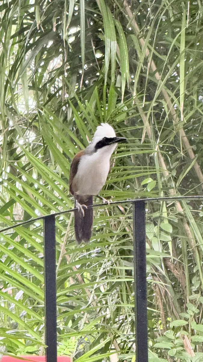 A white-crested laughingthrush perched on a railing at Gillman