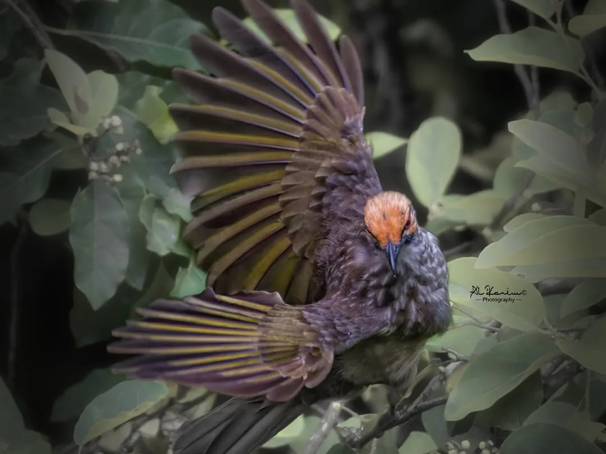 A juvenile straw-headed bulbul stretching its wings in dense foliage at Gillman