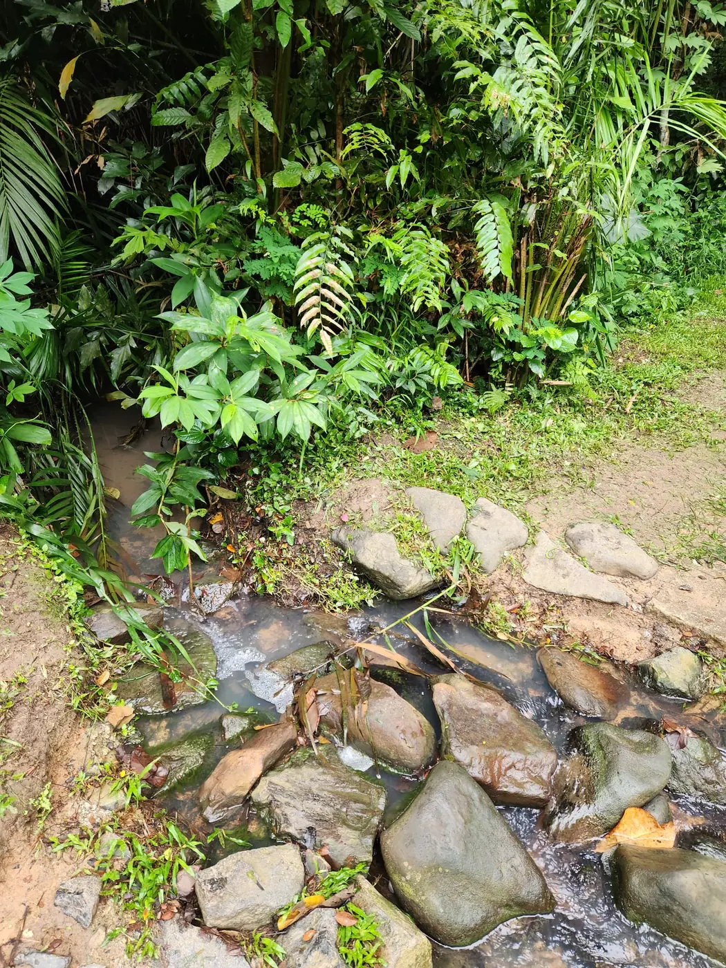 A shallow freshwater stream running over stones through the forest at Gillman