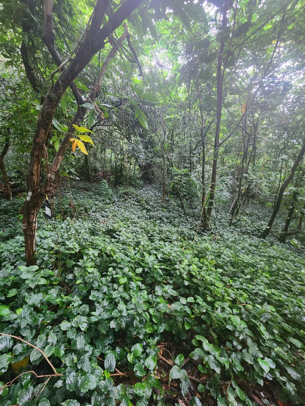 Dense green understorey growth beneath the tree canopy at Gillman
